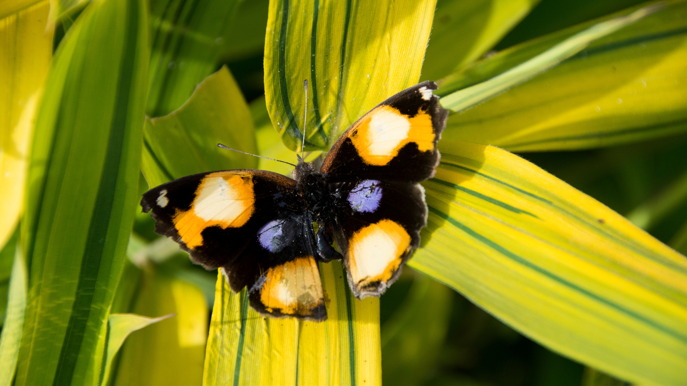 Image of a colourful South African butterfly resting on a plant by Holly Powers | The Salene | Luxury boutique hotel & conference venue
